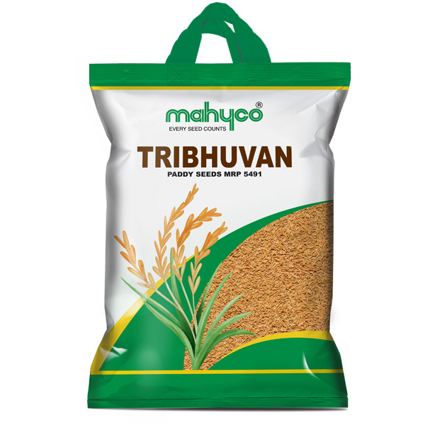 Mahyco Paddy 5491 THRIBHUVAN