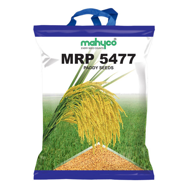 Mahyco Paddy 5491 THRIBHUVAN